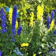 Lemon Blueの画像