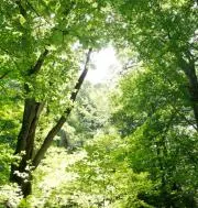 NoRの画像