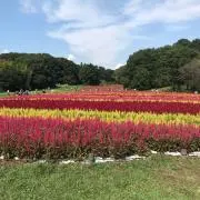 ふじの画像