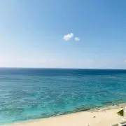 ハナの画像