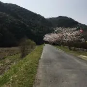 春の花