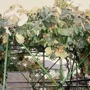じむらん4325の画像