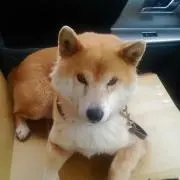 コロタン