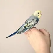 スイたろの画像