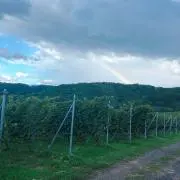 ルークの画像