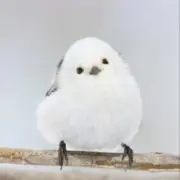 ちょ