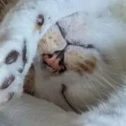 あゆの画像