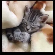 トートネコの画像