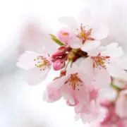 さくらの画像