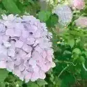 くうぽんの画像