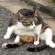 りんこ