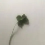 mの画像