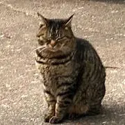tomatomato181の画像