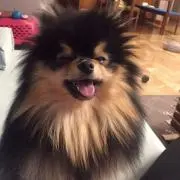 たき