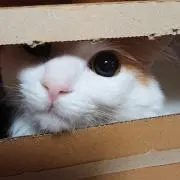 ちゃむ