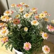 hana＊°の画像
