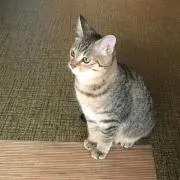 まえだの画像