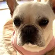 華の画像