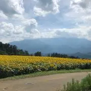 Shoの画像