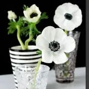 Anemoneの画像