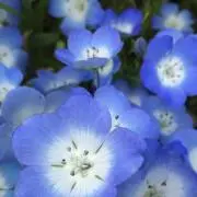 りりの画像