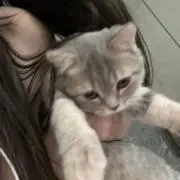 ななの画像