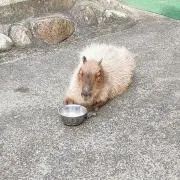 どらの画像