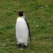 ますずの画像