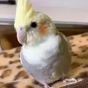 ちびたんの画像