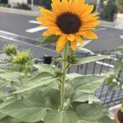kirinの画像