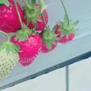 ちょこあんぱんの画像