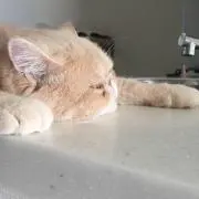 haruの画像