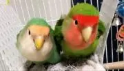 いずっち
