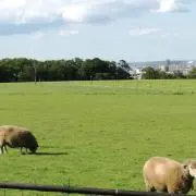 すみれの画像