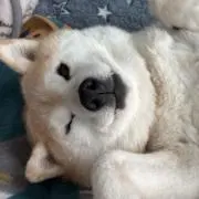 ひなの画像