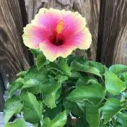 キキの画像