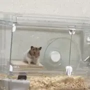 とんとんの画像