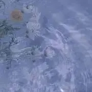 ぴのこの画像