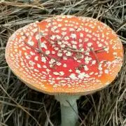 Carpe-Diemの画像