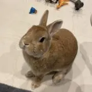 ヒロの画像