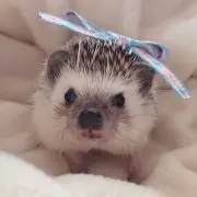 happyの画像