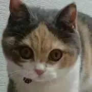 ずんだの画像