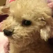 ケンシロウの画像