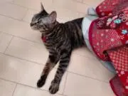 ginrimuの画像