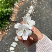 soraの画像