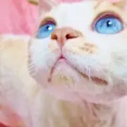 ロゼの画像