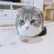 マッチー