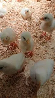 クーコの画像
