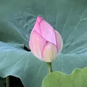 Lotusの画像