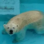 ちゃる